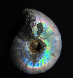 A Desmoceras fossil. A cephalopod that thrived in the early Cretaceous, 146 to 100 million years ago. Note the fossilized biomineral nacre or mother of pearl. Credit: Pupa Gilbert