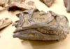 New species of early dinosaur described from South Africa Ngwevu intloko skull. Credit: Kimberley Chapelle