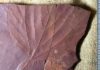 Newly discovered Labrador fossils give clues about ancient climate This fossilized tree leaf, is the first of their kind to have been found in the area. Alexandre Demers-Potvin, used the samples he collected to establish that Eastern Canada would have had a warm temperate and fully humid climate during the middle of Cretaceous period. Credit: Alexandre Demers-Potvin
