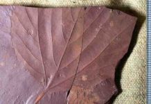 Newly discovered Labrador fossils give clues about ancient climate This fossilized tree leaf, is the first of their kind to have been found in the area. Alexandre Demers-Potvin, used the samples he collected to establish that Eastern Canada would have had a warm temperate and fully humid climate during the middle of Cretaceous period. Credit: Alexandre Demers-Potvin