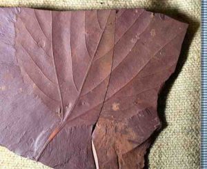 This fossilized tree leaf, is the first of their kind to have been found in the area. Alexandre Demers-Potvin, used the samples he collected to establish that Eastern Canada would have had a warm temperate and fully humid climate during the middle of Cretaceous period. Credit: Alexandre Demers-Potvin