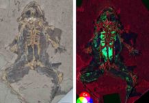 Fig. 1. 10 million-year-old fossil frog from Libros, Spain and X-ray map showing elevated levels of copper and zinc in the internal organs. Fossil photograph copyright the Natural History Museum, London. X-ray fluorescence map. Credit: Valentina Rossi