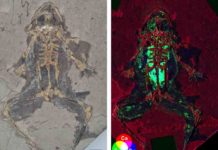 Scientists discover new way to reconstruct what extinct animals looked like Fig. 1. 10 million-year-old fossil frog from Libros, Spain and X-ray map showing elevated levels of copper and zinc in the internal organs. Fossil photograph copyright the Natural History Museum, London. X-ray fluorescence map. Credit: Valentina Rossi