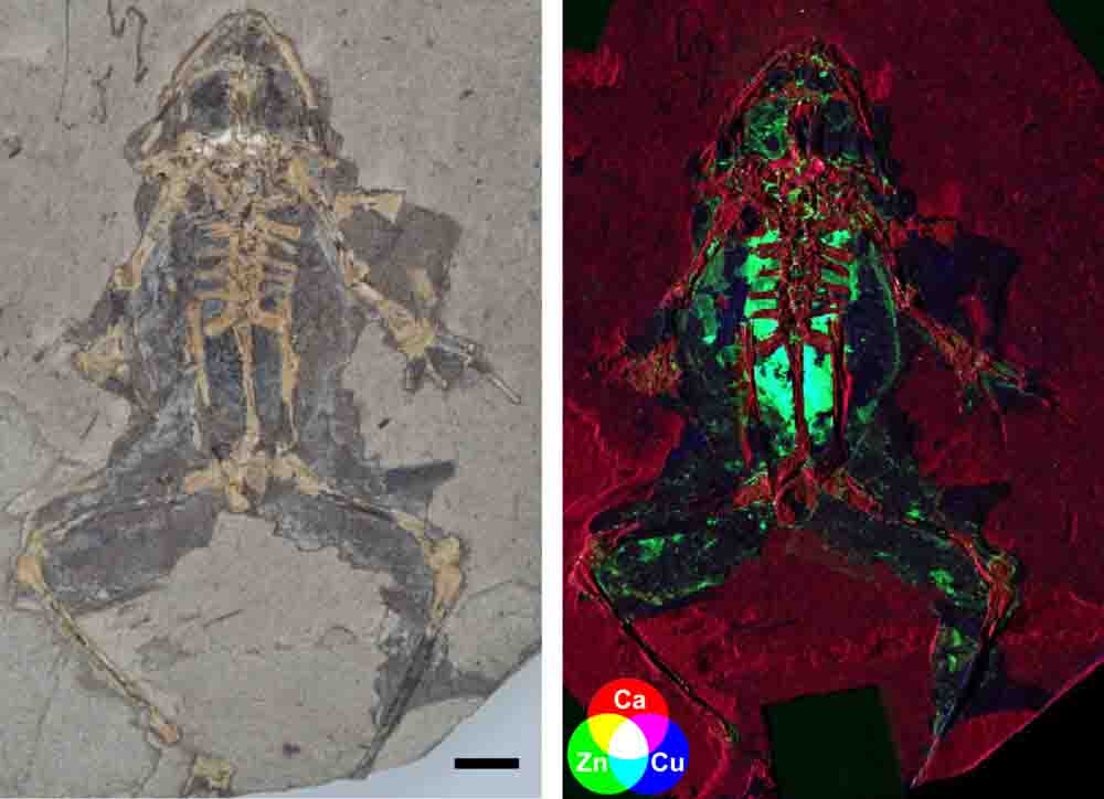Scientists discover new way to reconstruct what extinct animals looked ...