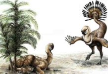 Sex appeal helped dinosaurs take flight A flightless dinosaur called Similicaudipteryx uses its feathers in a mating display. U of A researchers looked at how such displays may have helped dinosaurs evolve feathers that eventually allowed them to fly. Credit: Sydney Mohr