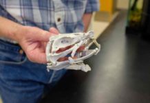 3-D reconstructions show how ancient sharks found an alternative way to feed Prof. Michael Coates holds a 3-D printed model of the Tristychius skull and jaws. Photo courtesy of Matt Wood