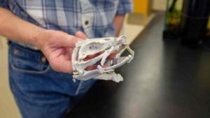 Prof. Michael Coates holds a 3-D printed model of the Tristychius skull and jaws. Photo courtesy of Matt Wood 