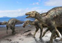 A new duck-billed dinosaur, Kamuysaurus japonicus, identified A reconstruction of Kamuysaurus japonicus. Credit: Kobayashi Y., et al, Scientific Reports, September 5, 2019