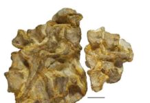 A new reptile species from Wales named by Bristol student The type specimen of Aenigmaspina pantyfynnonensis, photograph and 3D scan model, produced by Erin Patrick as part of her Masters thesis work in Bristol. This little block, the size of the palm of your hand, shows the backbone, curved round from top right to bottom left, and in the middle the ribs and shoulder blades. Scale bar is 1 cm. Credit: University of Bristol