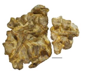 The type specimen of Aenigmaspina pantyfynnonensis, photograph and 3D scan model, produced by Erin Patrick as part of her Masters thesis work in Bristol. This little block, the size of the palm of your hand, shows the backbone, curved round from top right to bottom left, and in the middle the ribs and shoulder blades. Scale bar is 1 cm. Credit: University of Bristol