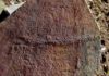 Ancient animal species: Fossils dating back 550 million years among first animal trails A fossilized trail of the animal Yilingia spiciformis, dating back 550 million years. The trail was found in China by a team of scientists including Shuhai Xiao of the Virginia Tech College of Science. Credit: Virginia Tech College of Science