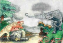Croc-like carnivores terrorized Triassic dinosaurs in southern Africa 210 million years ago Artist's reconstruction of two rauisuchians fighting over a desiccated corpse of a mammal-relative in the Triassic of southern Africa. In the background, dinosaurs and mammal-like reptiles form other parts of the ecosystem. Credit: Viktor Radermacher, owns copyright