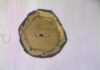Geochemists measure new composition of Earth’s mantle The mineral olivine contains melt inclusions (black dots), just a few micrometers in size. The geochemists isolated these inclusions and investigated the isotopic composition with mass spectrometers. Credit: Münster University - Felix Genske