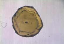 Geochemists measure new composition of Earth’s mantle The mineral olivine contains melt inclusions (black dots), just a few micrometers in size. The geochemists isolated these inclusions and investigated the isotopic composition with mass spectrometers. Credit: Münster University - Felix Genske