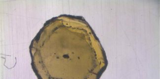 The mineral olivine contains melt inclusions (black dots), just a few micrometers in size. The geochemists isolated these inclusions and investigated the isotopic composition with mass spectrometers. Credit: Münster University - Felix Genske