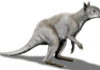 Giant extinct kangaroo