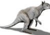 Giant Kangaroo Had Crushing Bites Giant extinct kangaroo