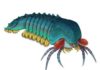 Half-a-billion-year-old tiny predator unveils the rise of scorpions and spiders Reconstruction of Mollisonia plenovenatrix, by Joanna Liang ©Royal Ontario Museum