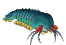 Half-a-billion-year-old tiny predator unveils the rise of scorpions and spiders Reconstruction of Mollisonia plenovenatrix, by Joanna Liang ©Royal Ontario Museum