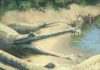 Jurassic crocodile identified 250 years after fossil find Jurassic crocodile. Artist's impression (credit: Julia Beier)