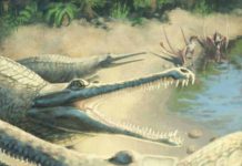 Jurassic crocodile identified 250 years after fossil find Jurassic crocodile. Artist's impression (credit: Julia Beier)