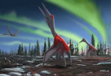 New reptile species was one of largest ever flying animals Cryodrakon boreas. Credit David Maas
