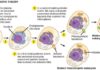 Scientists identify rare evolutionary intermediates to understand the origin of eukaryotes Origin of eukaryotes