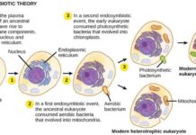 Scientists identify rare evolutionary intermediates to understand the origin of eukaryotes Origin of eukaryotes