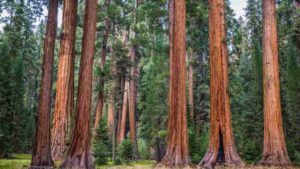 Sequoia National Park