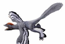A life reconstruction of the feathered dinosaur Anchiornis huxleyi based on fossil evidence of its color and patterning. This evidence included inferences about melanin pigments. Credit: HKU MOOC / Julius T Csotonyi / Michael Pittman.