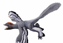 What color were fossil animals? A life reconstruction of the feathered dinosaur Anchiornis huxleyi based on fossil evidence of its color and patterning. This evidence included inferences about melanin pigments. Credit: HKU MOOC / Julius T Csotonyi / Michael Pittman.