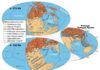 What drives plate tectonics? Global paleomagnetic plate reconstructions a. 270 Ma, b. 180 Ma, and inset the Present Tethyan Realm. Credit: ©Science China Press
