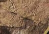 Ancient fossils reveal fresh clues about early life on land Ancient fossils reveal fresh clues about early life on land