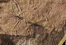 Ancient fossils reveal fresh clues about early life on land Ancient fossils reveal fresh clues about early life on land