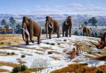 Woolly mammoth movements tied to earliest Alaska hunting camps Woolly mammoth illustration Mauricio Antón © 2008 Public Library of Science