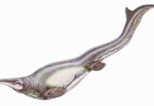 Plotosaurus bennisoni is a mosasaur from the Upper Cretaceous (Maastrichtian) North America. Restoration illustration from Wikimedia Commons, CC BY 3.0.