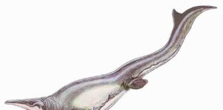 Plotosaurus bennisoni is a mosasaur from the Upper Cretaceous (Maastrichtian) North America. Restoration illustration from Wikimedia Commons, CC BY 3.0.