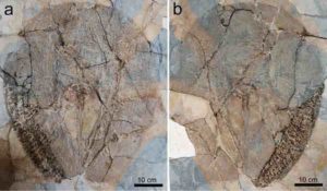 One of the three fossils of Lessiniabatis aenigmatica (MNHN F.Bol.566) from the famous fossil site of Monte Bolca (Italy) preserved as part and counterpart. The specimen is housed in the Museum National d'Histoire Naturelle of Paris. Credit: Giuseppe Marramà