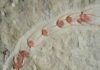 Fossils show lining up is primal urge Ampyx priscus in linear formation (Moroccan Lower Ordovician Fezouata Shale). Credit: Jean Vannier, Laboratoire de Geologie de Lyon: Terre, Planètes, Environnement (CNRS / ENS de Lyon / Université Claude Bernard Lyon 1)