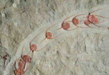 Fossils show lining up is primal urge Ampyx priscus in linear formation (Moroccan Lower Ordovician Fezouata Shale). Credit: Jean Vannier, Laboratoire de Geologie de Lyon: Terre, Planètes, Environnement (CNRS / ENS de Lyon / Université Claude Bernard Lyon 1)