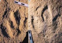 Jurassic dinosaurs trotted between Africa and Europe Photograph of the traces analyzed: : Megalosauripus transjuranicus (A) y Jurabrontes transjuranicus (B). Credit: Matteo Belvedere et al.
