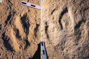 Photograph of the traces analyzed: : Megalosauripus transjuranicus (A) y Jurabrontes transjuranicus (B). Credit: Matteo Belvedere et al.