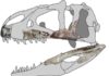 Siamraptor skull reconstruction. Credit: Chokchaloemwong et al., 2019