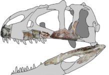 Meet Siamraptor suwati, a new species of giant predatory dinosaur from Thailand Siamraptor skull reconstruction. Credit: Chokchaloemwong et al., 2019