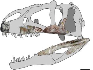 Siamraptor skull reconstruction. Credit: Chokchaloemwong et al., 2019