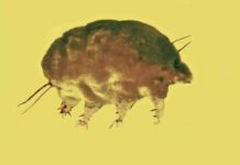 Meet the ‘mold pigs’ a new group of invertebrates from 30 million years ago Fossils preserved in Dominican amber reveal a new family, genus and species of microinvertebrate from the mid-Tertiary period, a discovery that shows unique lineages of the tiny creatures were living 30 million years ago. Credit: Provided by George Poinar Jr.
