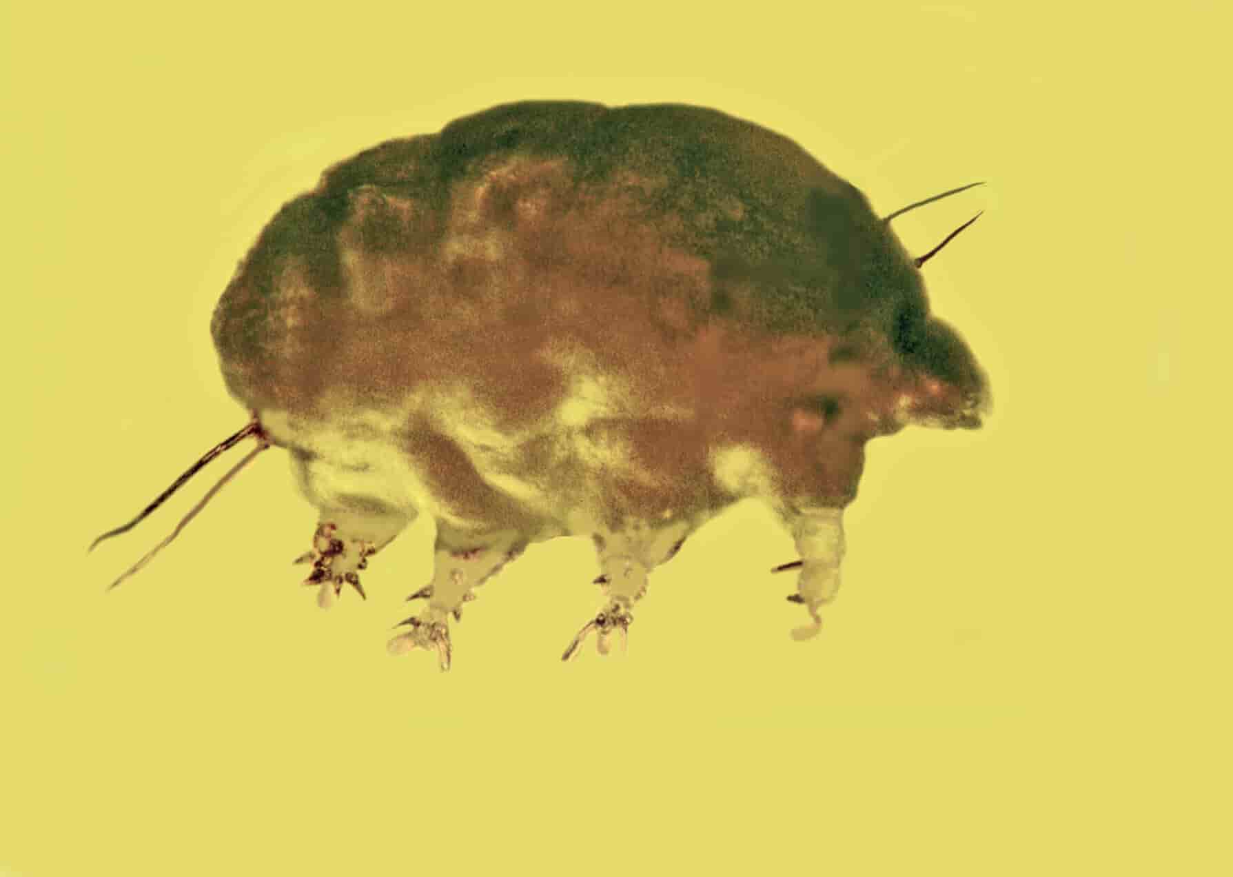 Meet the 'mold pigs' a new group of invertebrates from 30 million years ago | Geology Page Meet the 'mold pigs' a new group of invertebrates from 30 million years ago | Geology Page