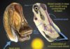 Huge dinosaurs evolved different cooling systems to combat heat stroke Gigantic dinosaurs like the sauropod Diplodocus, which weighed over 15 tons and was longer than an 18-wheeler truck, would have had problems with potentially lethal overheating. Hot blood from the body core would have been pumped to the head, damaging the delicate brain. New research shows that in sauropods, evaporation of moisture in the nose and mouth would have cooled extensive networks of venous blood destined for the brain. Other large dinosaurs evolved different brain-cooling mechanisms, but all involving evaporative cooling of blood in different regions of the head. Credit: Life restoration by Michael Skrepnick. Courtesy of WitmerLab at Ohio University.