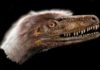 Paleontologists discover complete Saurornitholestes langstoni specimen A small, feathered theropod dinosaur, Saurornitholestes langstoni was long thought to be so closely related to Velociraptor mongoliensis that some researchers called it Velociraptor langstoni—until now. Credit: Jan Sovak.