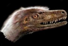 Paleontologists discover complete Saurornitholestes langstoni specimen A small, feathered theropod dinosaur, Saurornitholestes langstoni was long thought to be so closely related to Velociraptor mongoliensis that some researchers called it Velociraptor langstoni—until now. Credit: Jan Sovak.